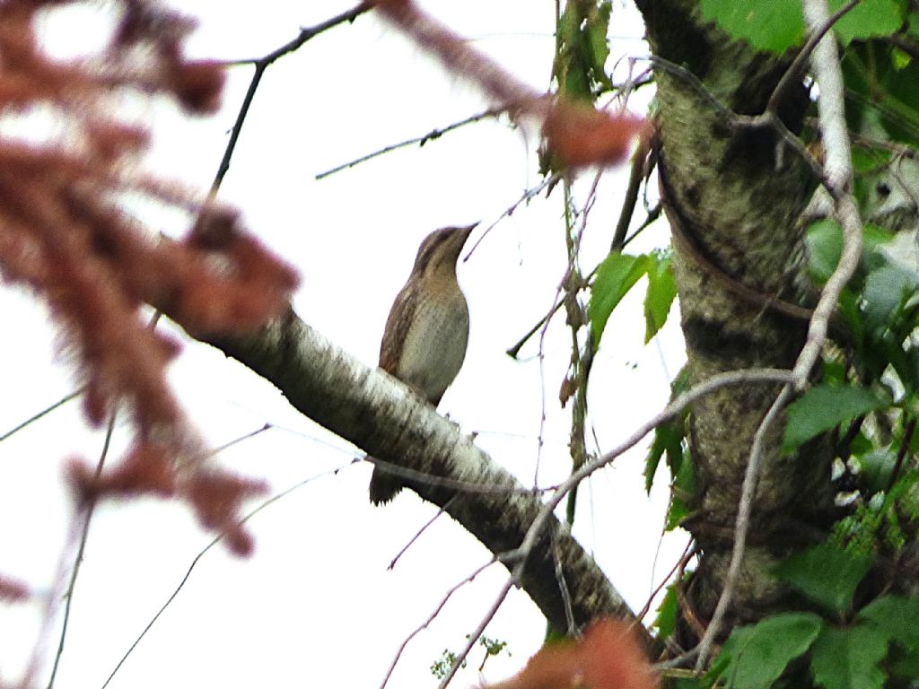 Torcicollo